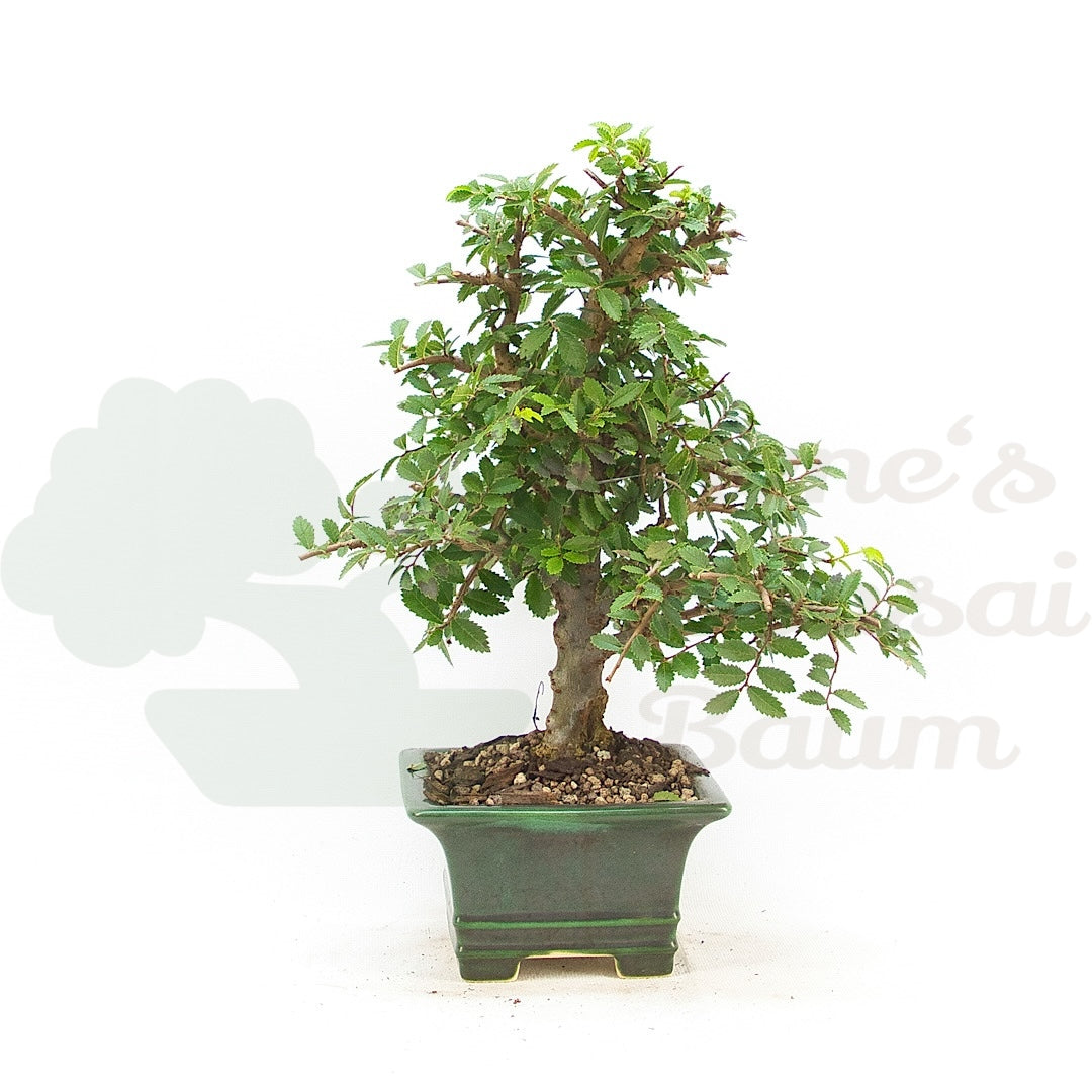 Japanische Ulme 'Ulmus japonica'